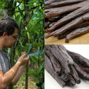 Abaçai - Gousses de vanille bourbon de Madagascar - vente direct producteur.