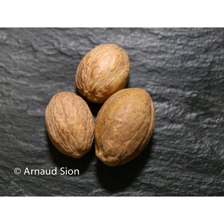 Noix de Muscade - Brésil et Indonésie – épice brésilienne Abaçai