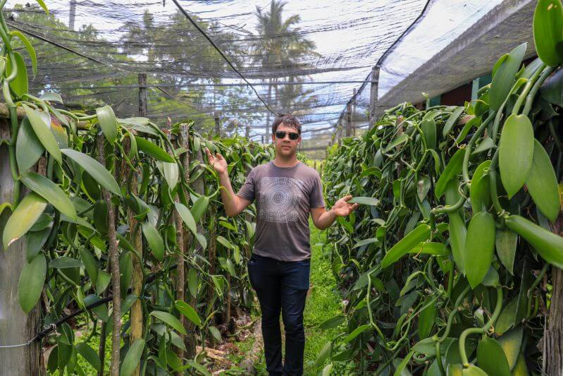 Arnaud dans une plantation de vanille Importateur de gousse de vanille