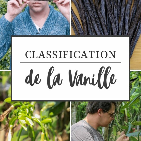 La Norme NF ISO 5565-1 la classification officielle de la vanille et de ses qualités