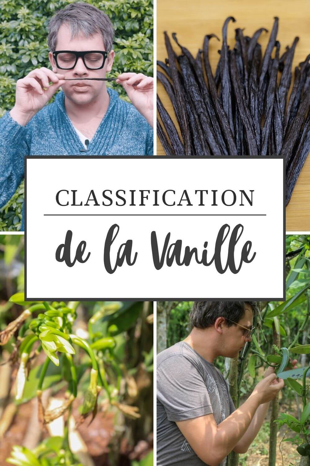 La Norme NF ISO 5565-1 la classification officielle de la vanille et de ses qualités