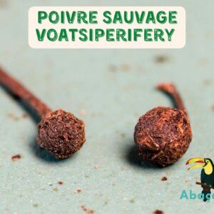 Poivre sauvage Voatsiperifery