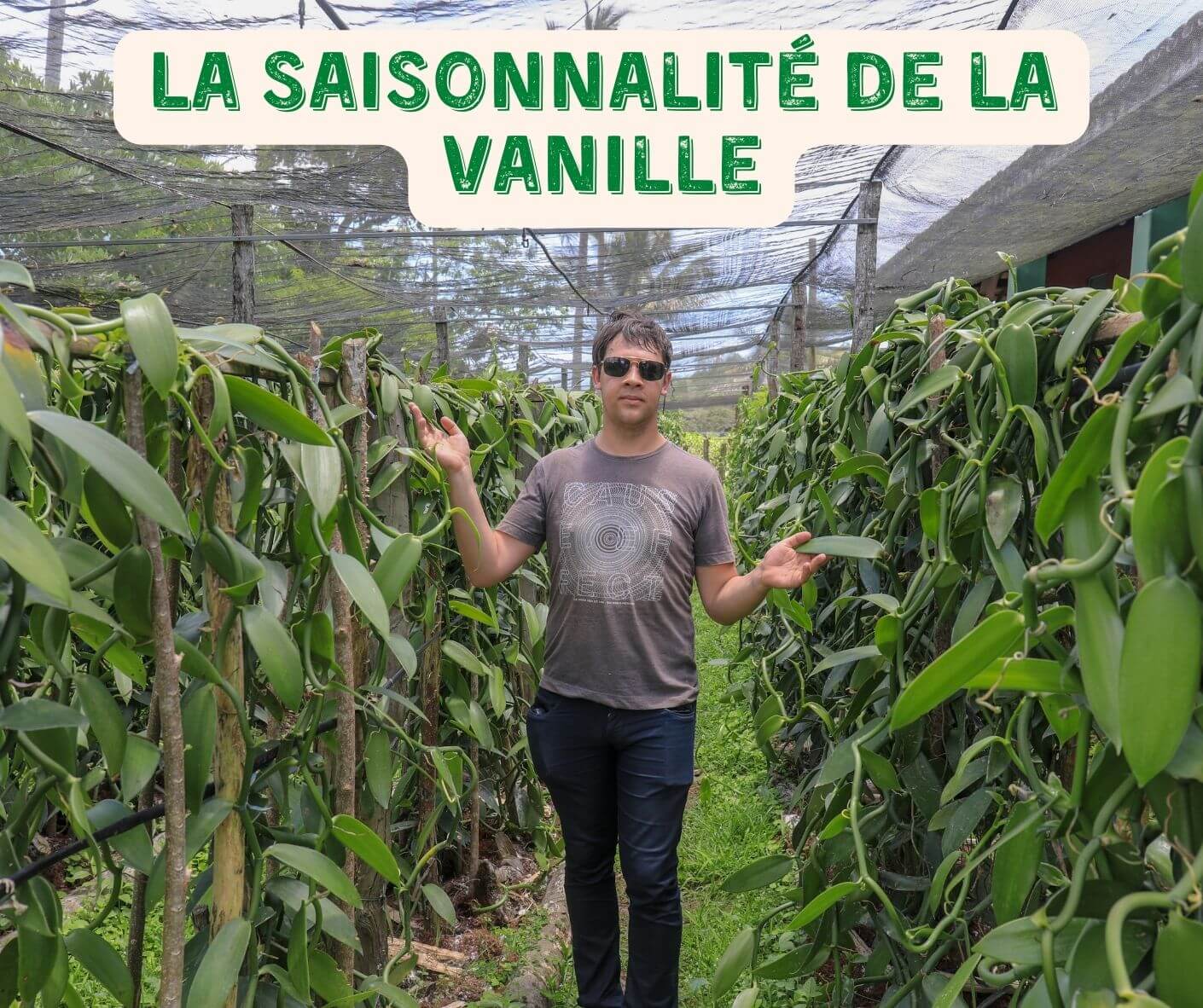 La saisonnalité de la vanille