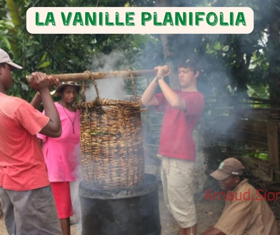 La vanille Planifolia