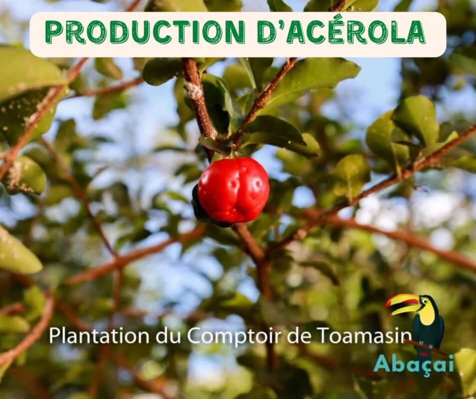 Production d’acérola