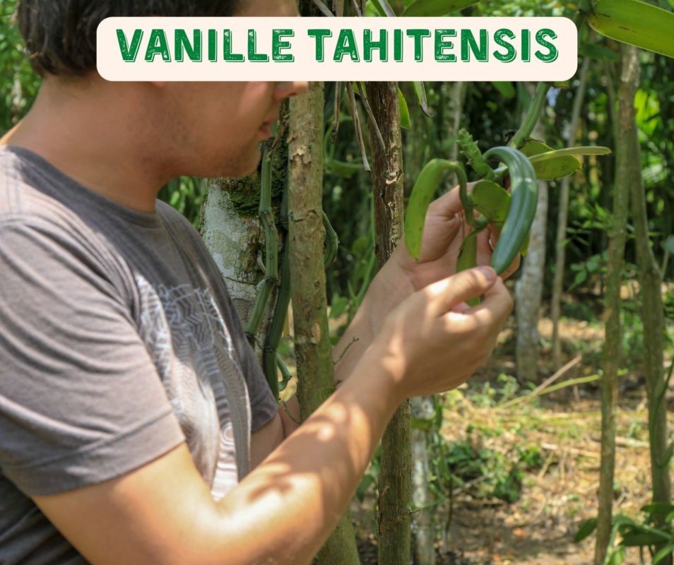 Vanille Tahitensis