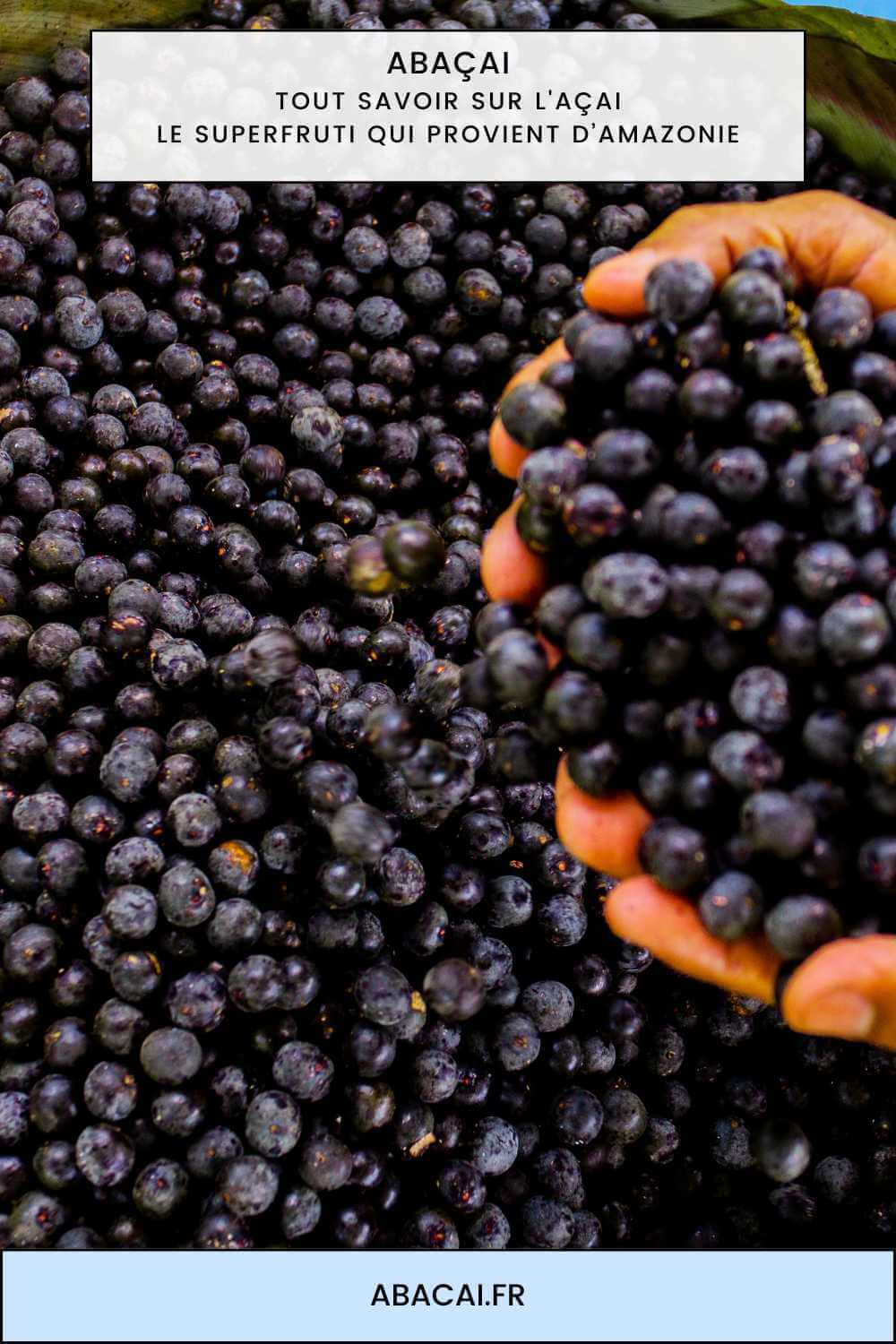 Tout savoir sur l'açai