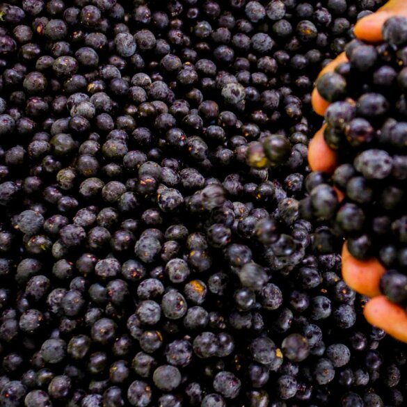 L’açaï fait-il grossir Vérités nutritionnelles et recettes saines à adopter.