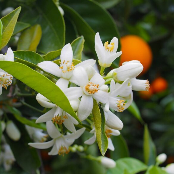 Fleur d'Oranger Abaçai