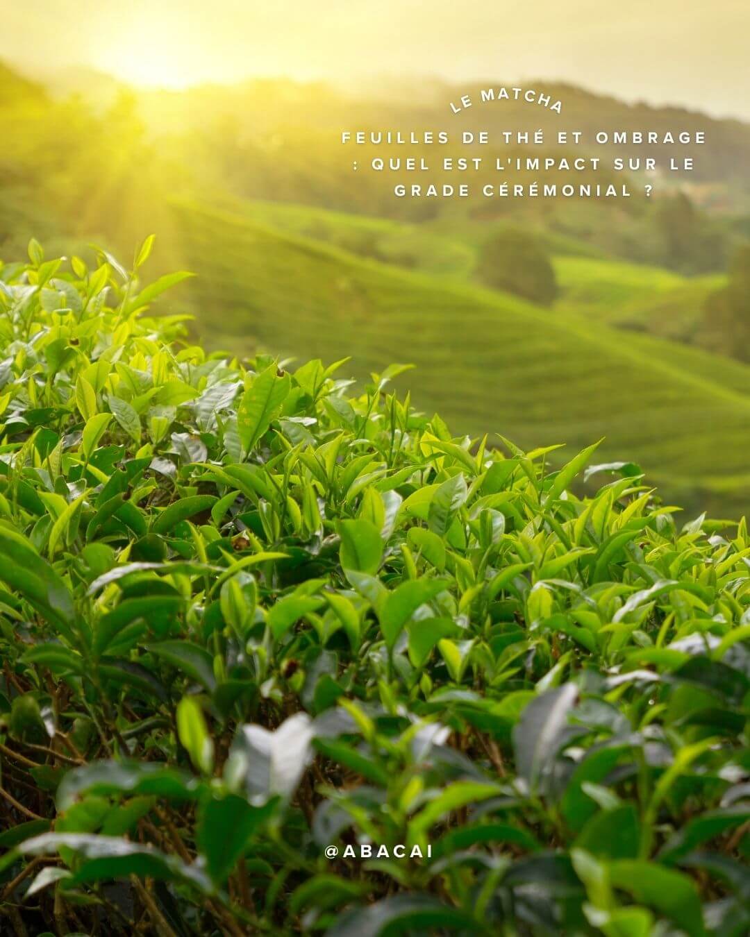 Feuilles de thé et ombrage Quel est l'impact sur le grade cérémonial