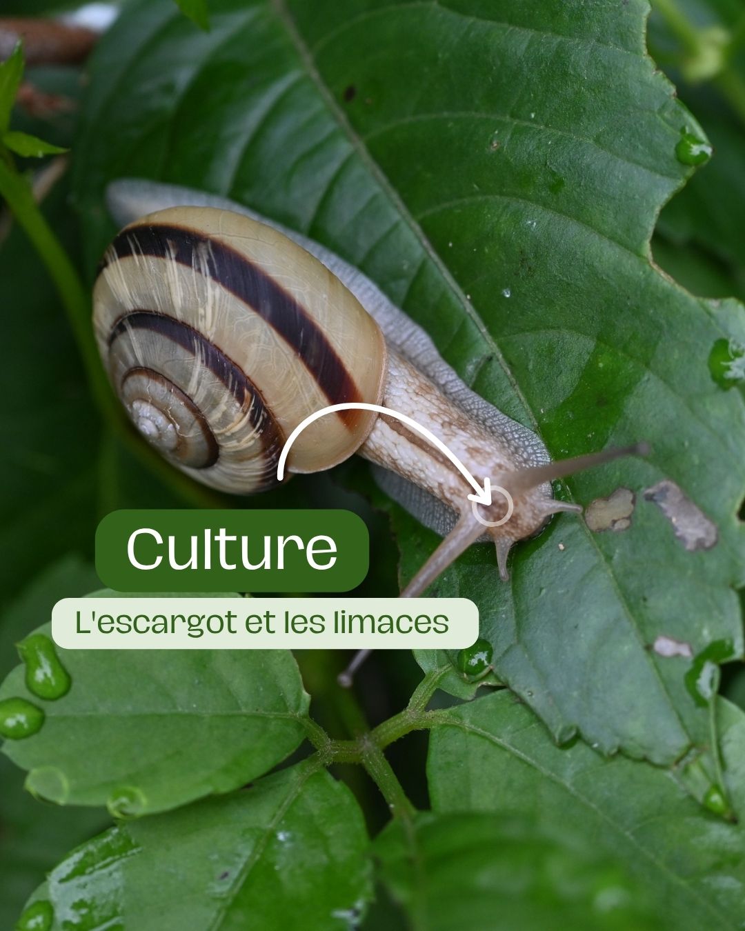 L'escargot et les limaces comment stopper ces gloutons dans vos rangées