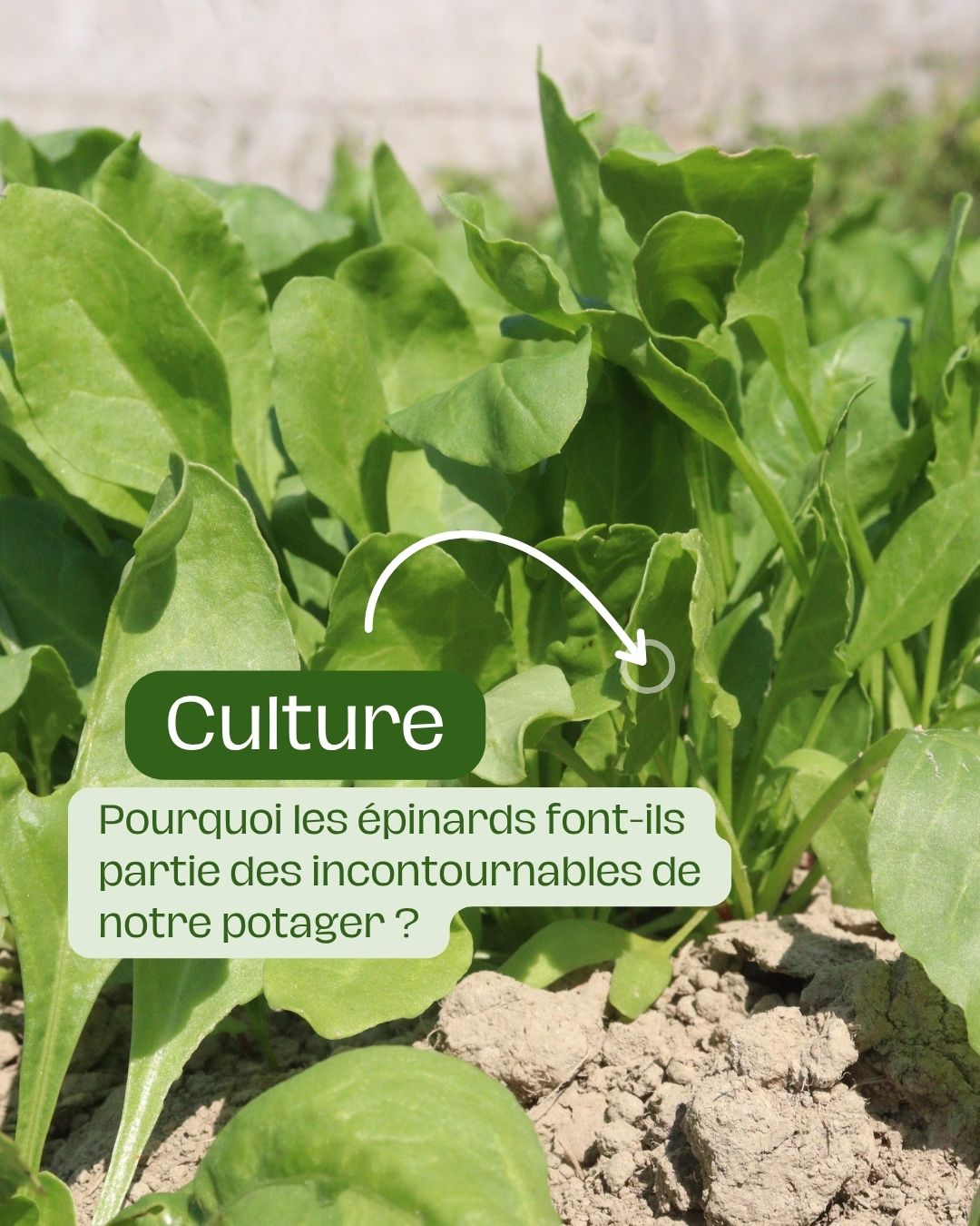 Pourquoi les épinards font-ils partie des incontournables de notre potager