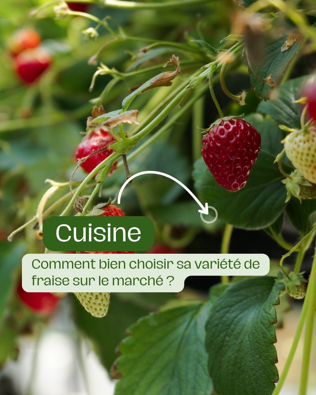 Comment bien choisir sa variété de fraise sur le marché