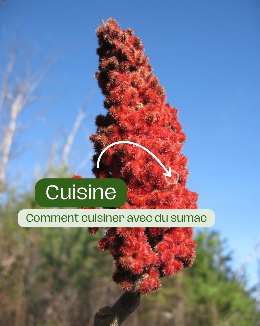 Comment utiliser le sumac pour aciduler le fattoush levantin ?