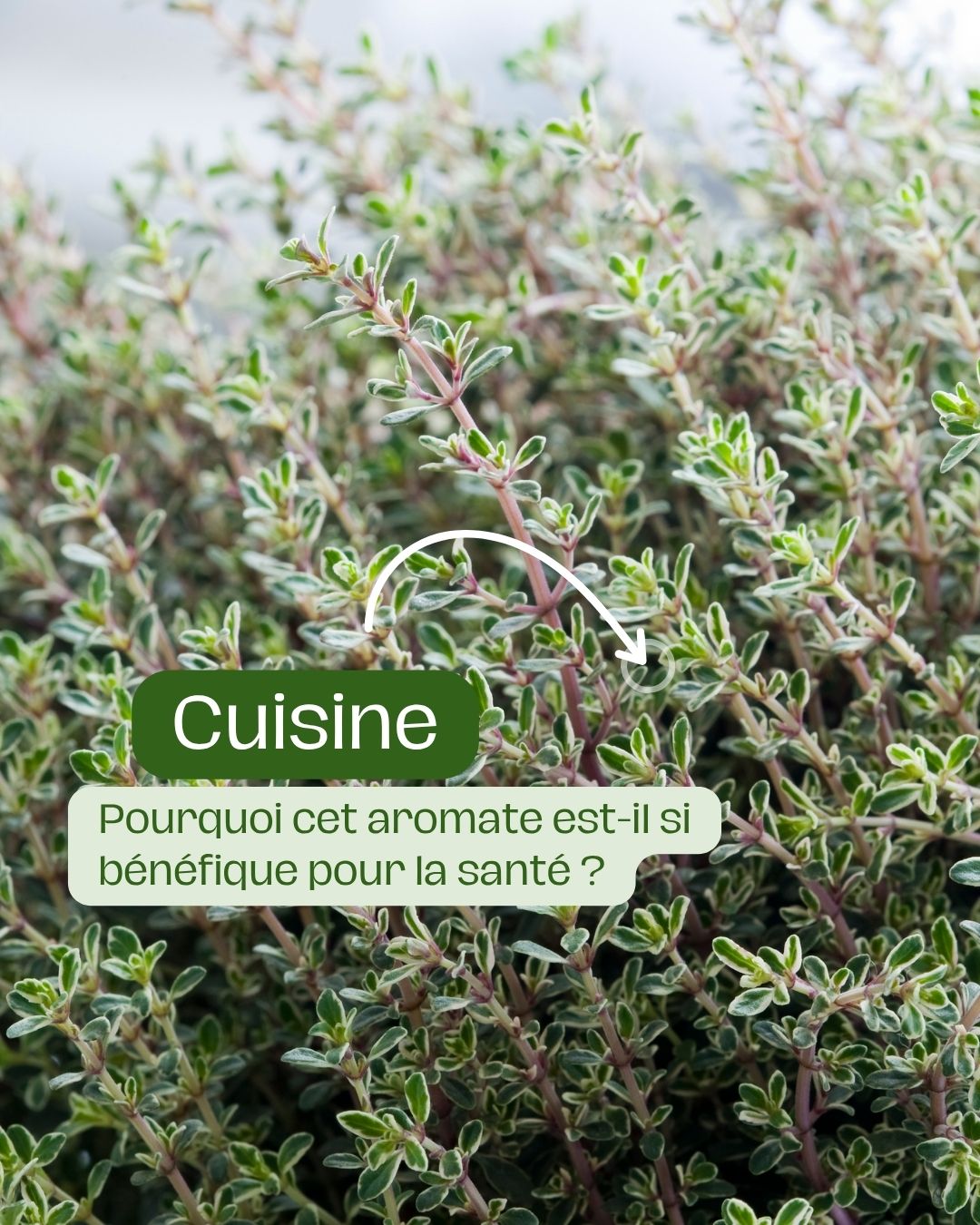 Légumineuses et potages l'association incontournable du sud