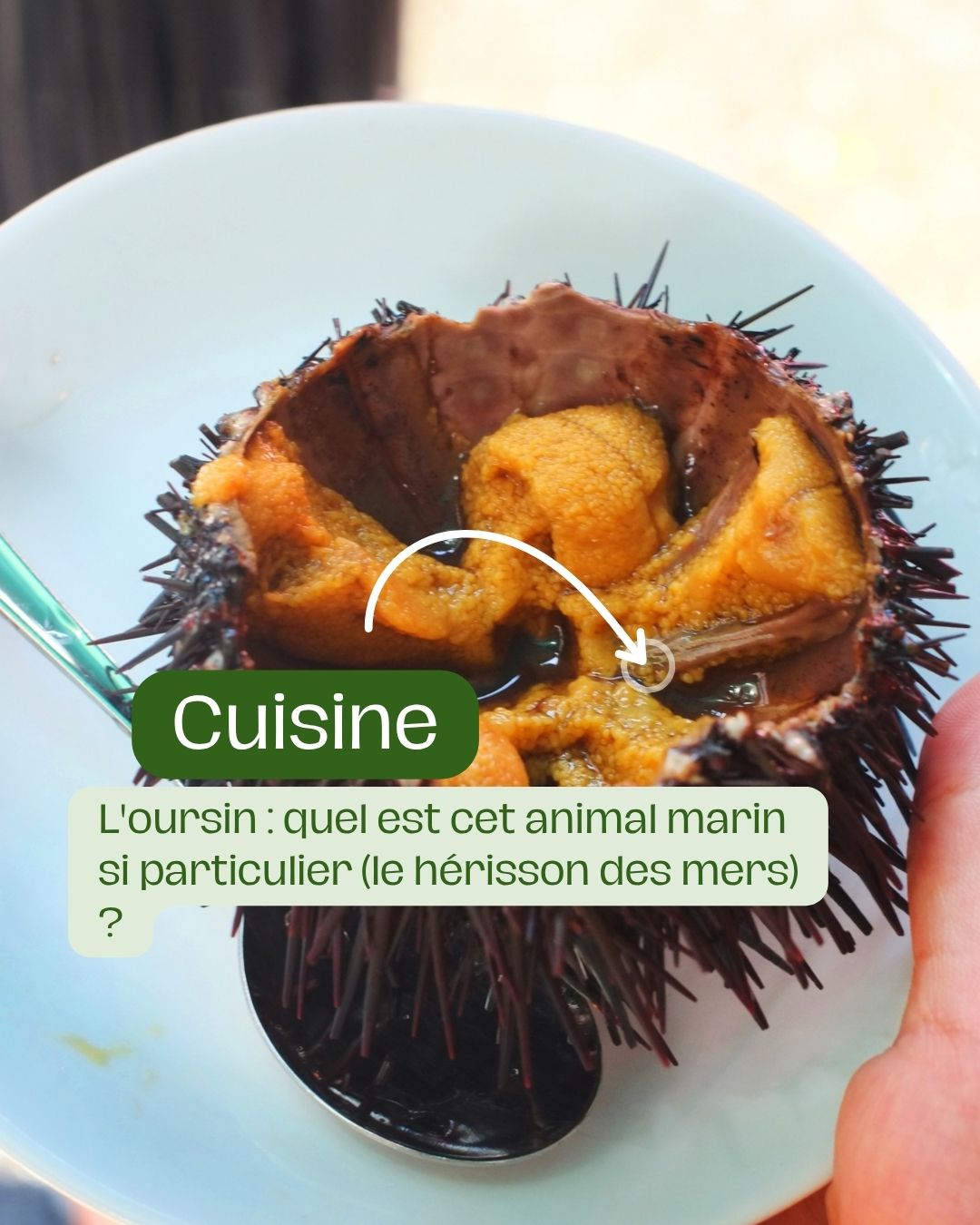 L'oursin quel est cet animal marin si particulier (le hérisson des mers)