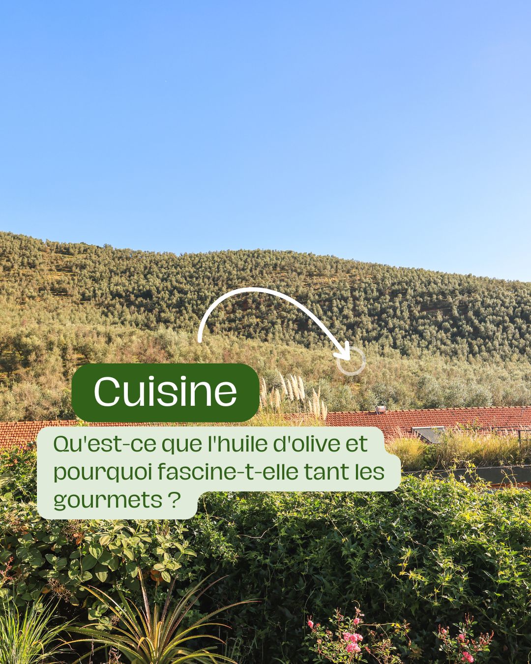 Que signifie réellement l'appellation « extra vierge » pour l'huile d'olive