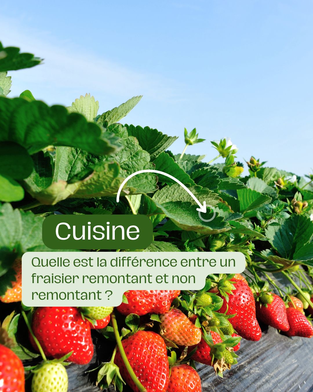 Quelle est la différence entre un fraisier remontant et non remontant