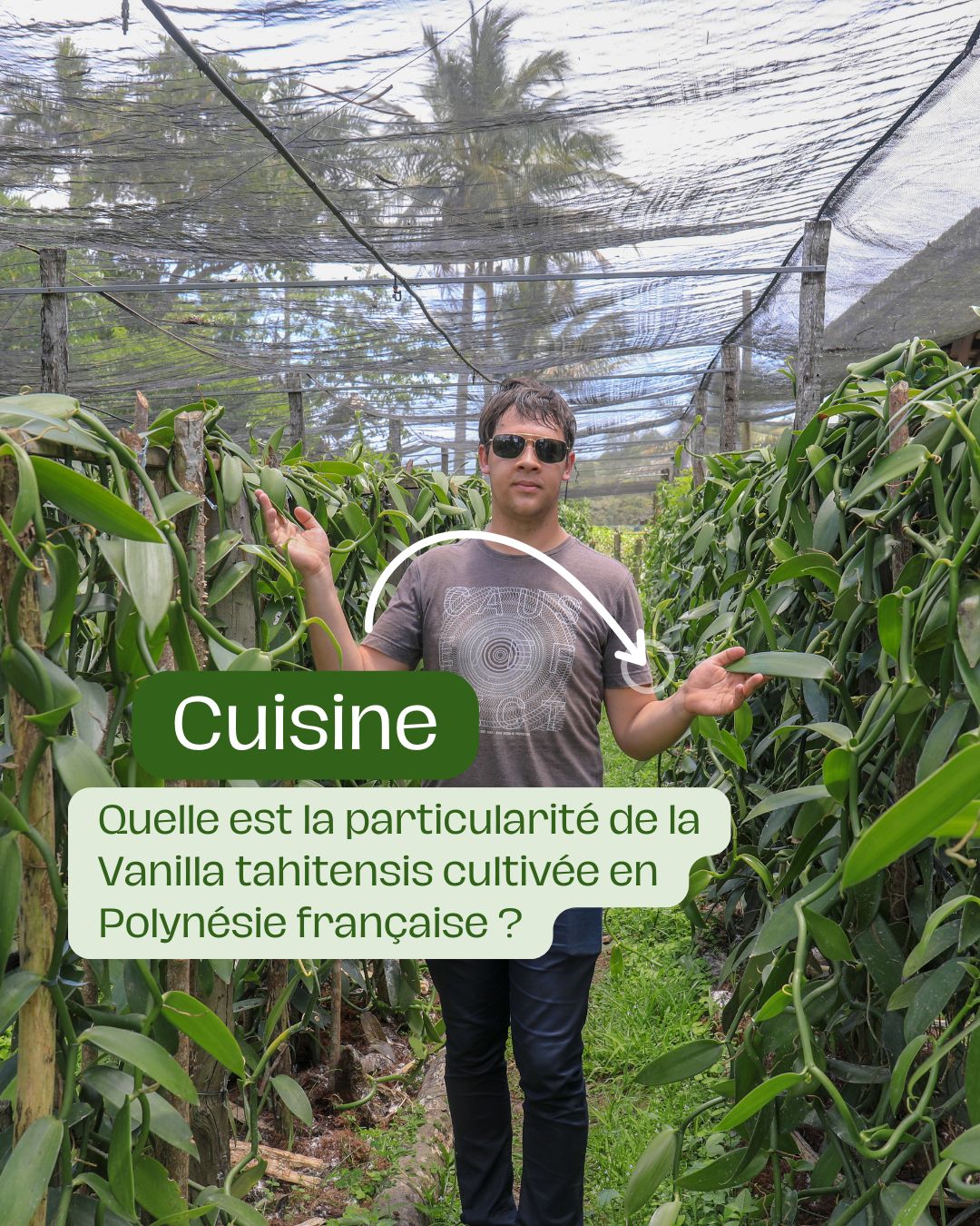 Quelle est la particularité de la Vanilla tahitensis cultivée en Polynésie française