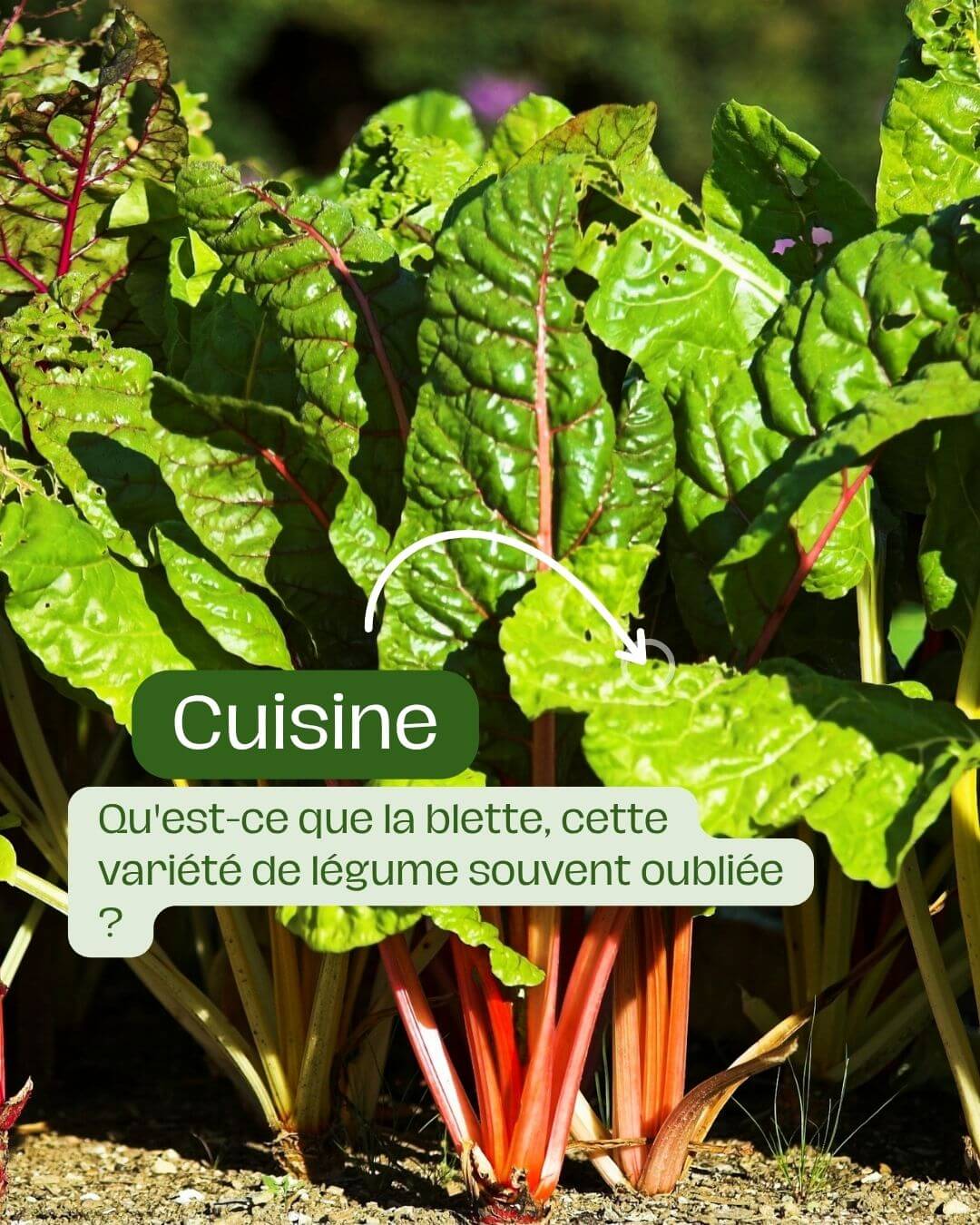 Qu'est-ce que la blette, cette variété de légume souvent oubliée