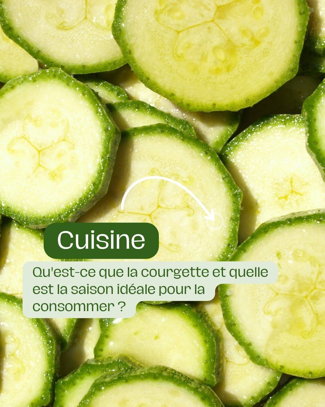 Qu'est-ce que la courgette et quelle est la saison idéale pour la consommer ?