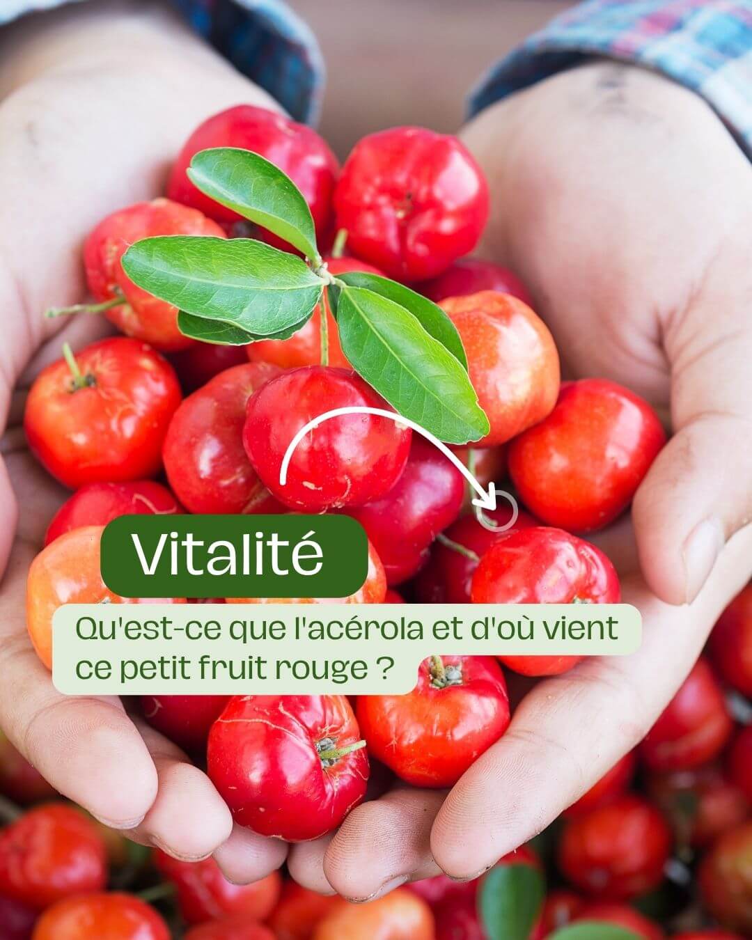 Qu'est-ce que l'acérola et d'où vient ce petit fruit rouge