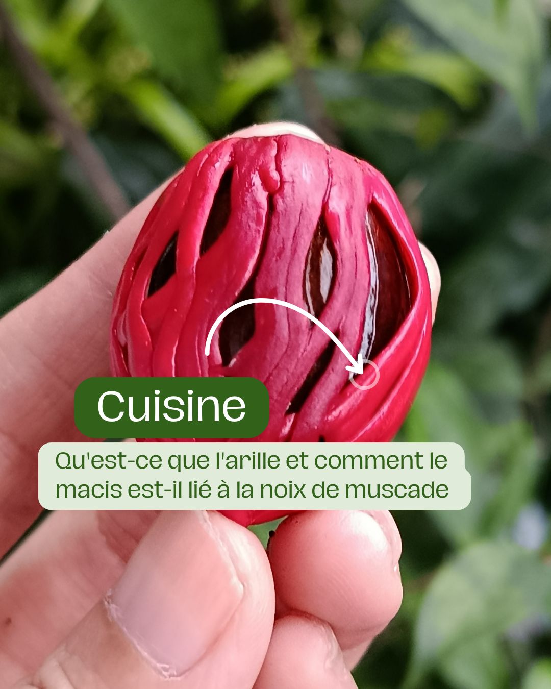 Qu'est-ce que l'arille et comment le macis est-il lié à la noix de muscade