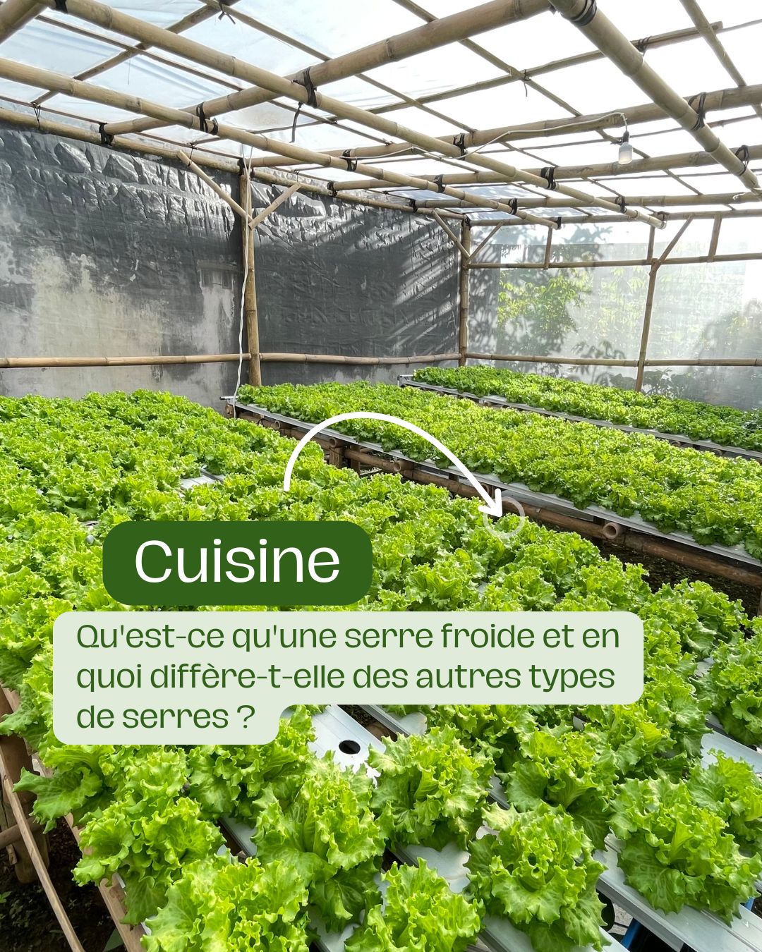 Qu'est-ce qu'une serre froide et en quoi diffère-t-elle des autres types de serres