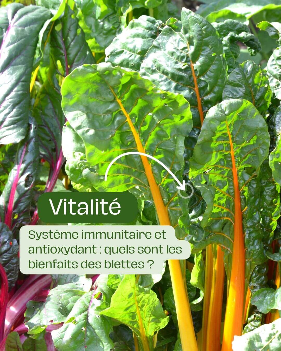 Système immunitaire et antioxydant quels sont les bienfaits des blettes