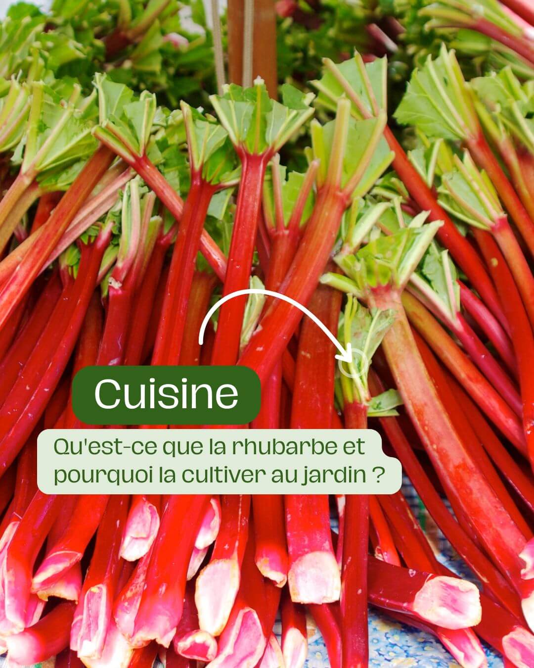 Quand récolter la rhubarbe