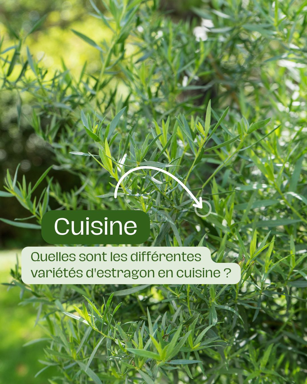 Quelles sont les différentes variétés d'estragon en cuisine