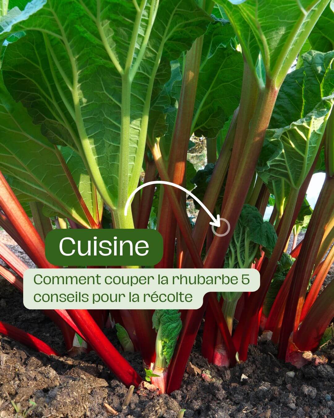 Qu'est-ce que la rhubarbe et pourquoi la cultiver au jardin