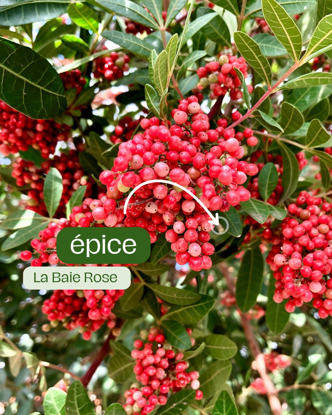 baie rose une épice unique