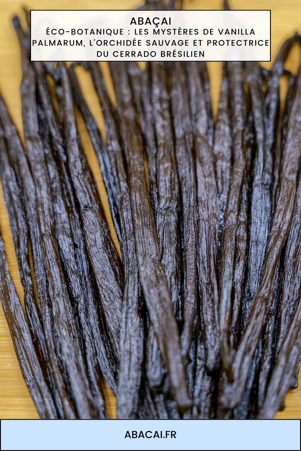 Les mystères de Vanilla palmarum, l'orchidée sauvage et protectrice du Cerrado brésilien