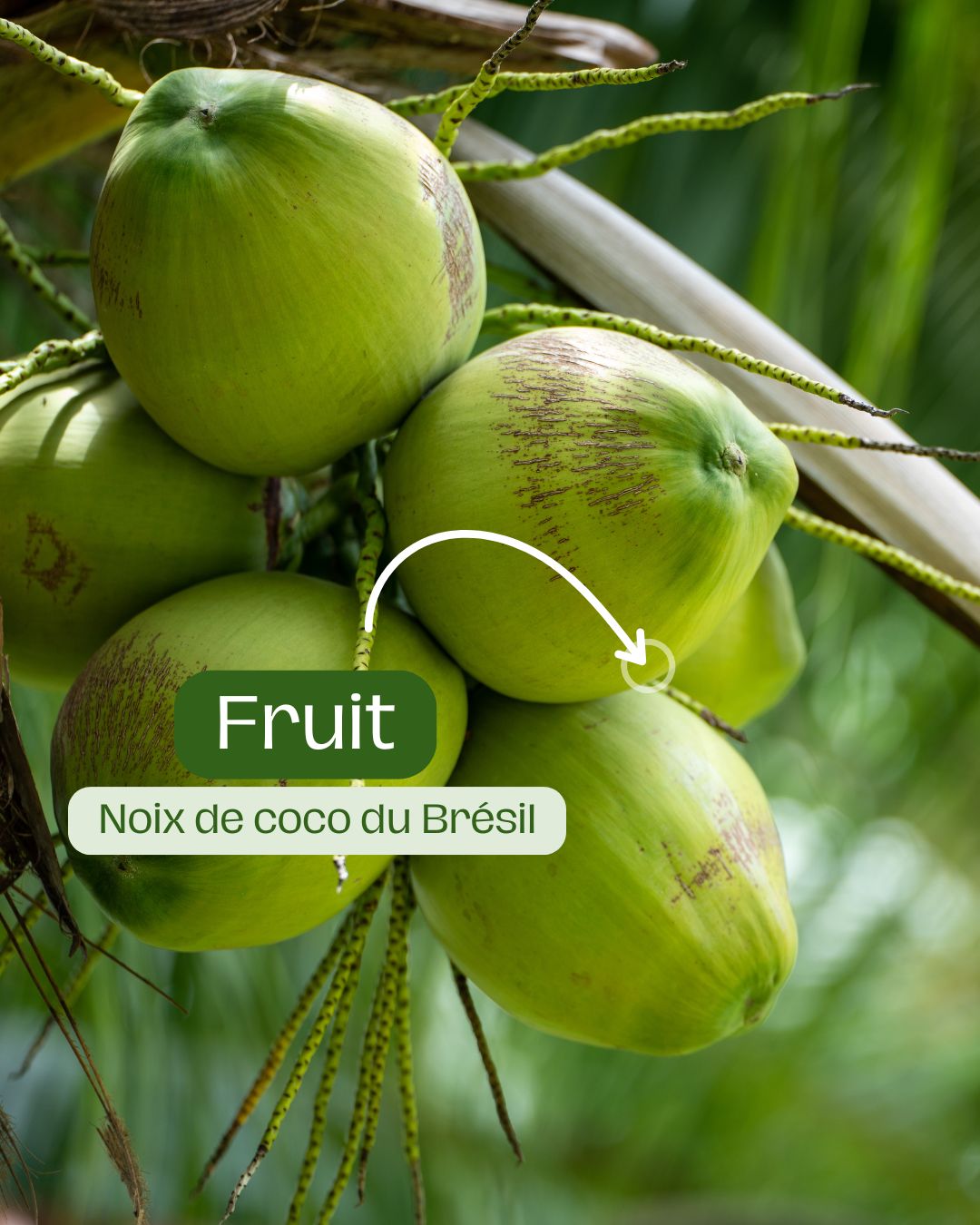 Les bienfaits de l'eau de coco