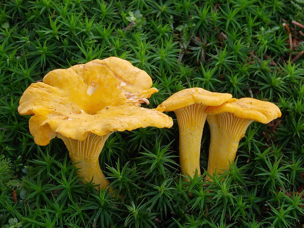Champignons frais