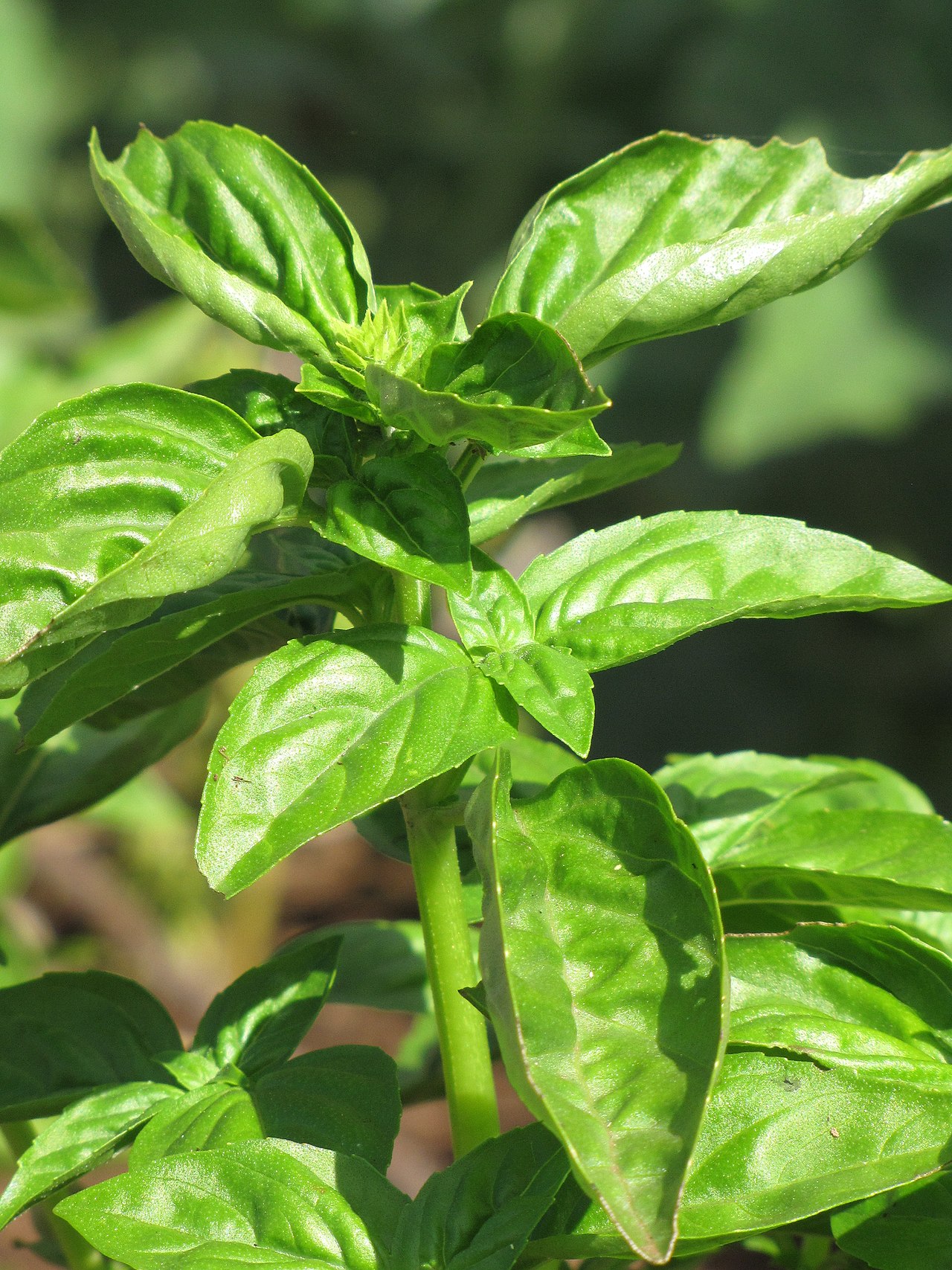 Feuilles de basilic frais vertes