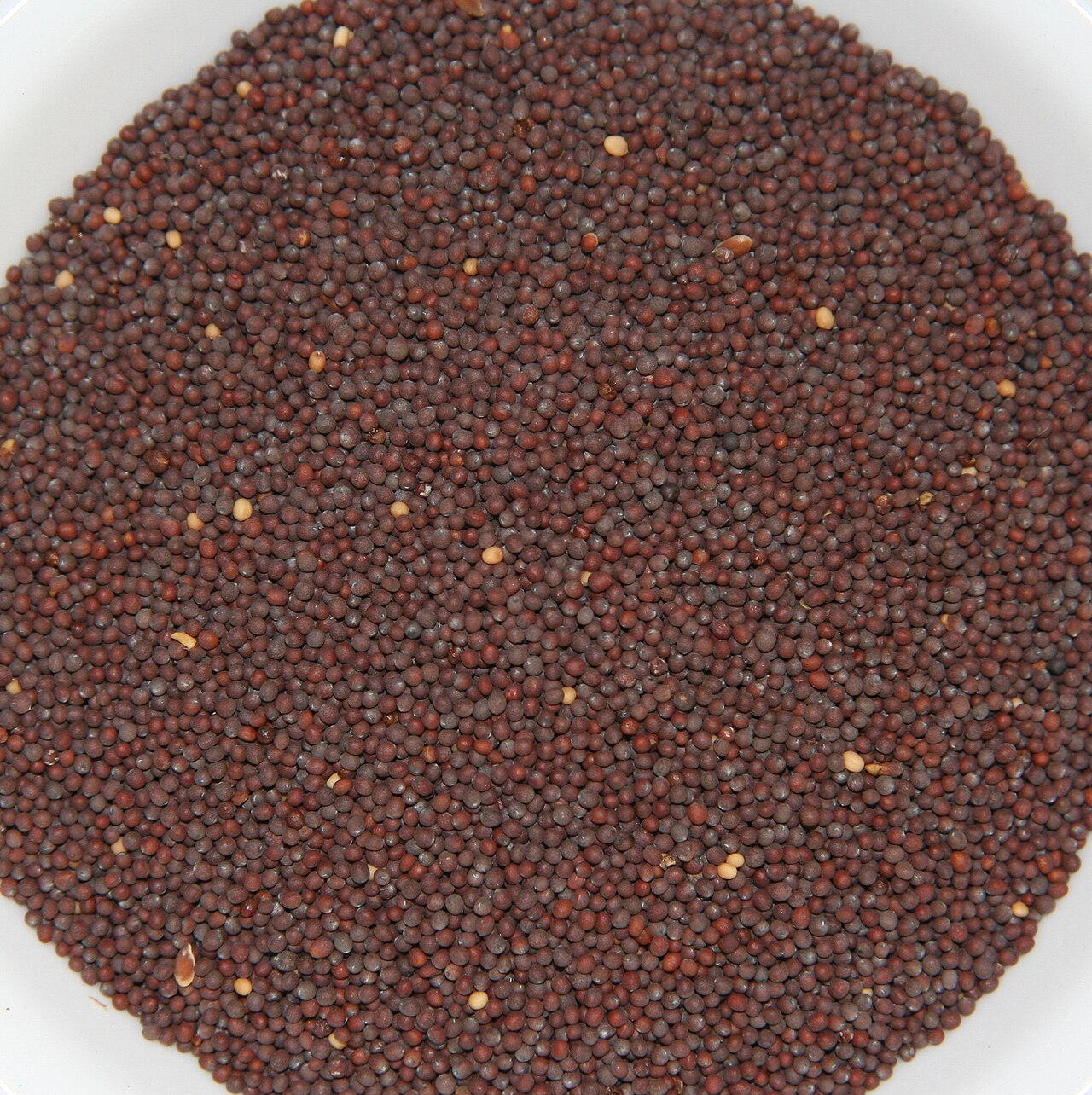 Graines de moutarde brune