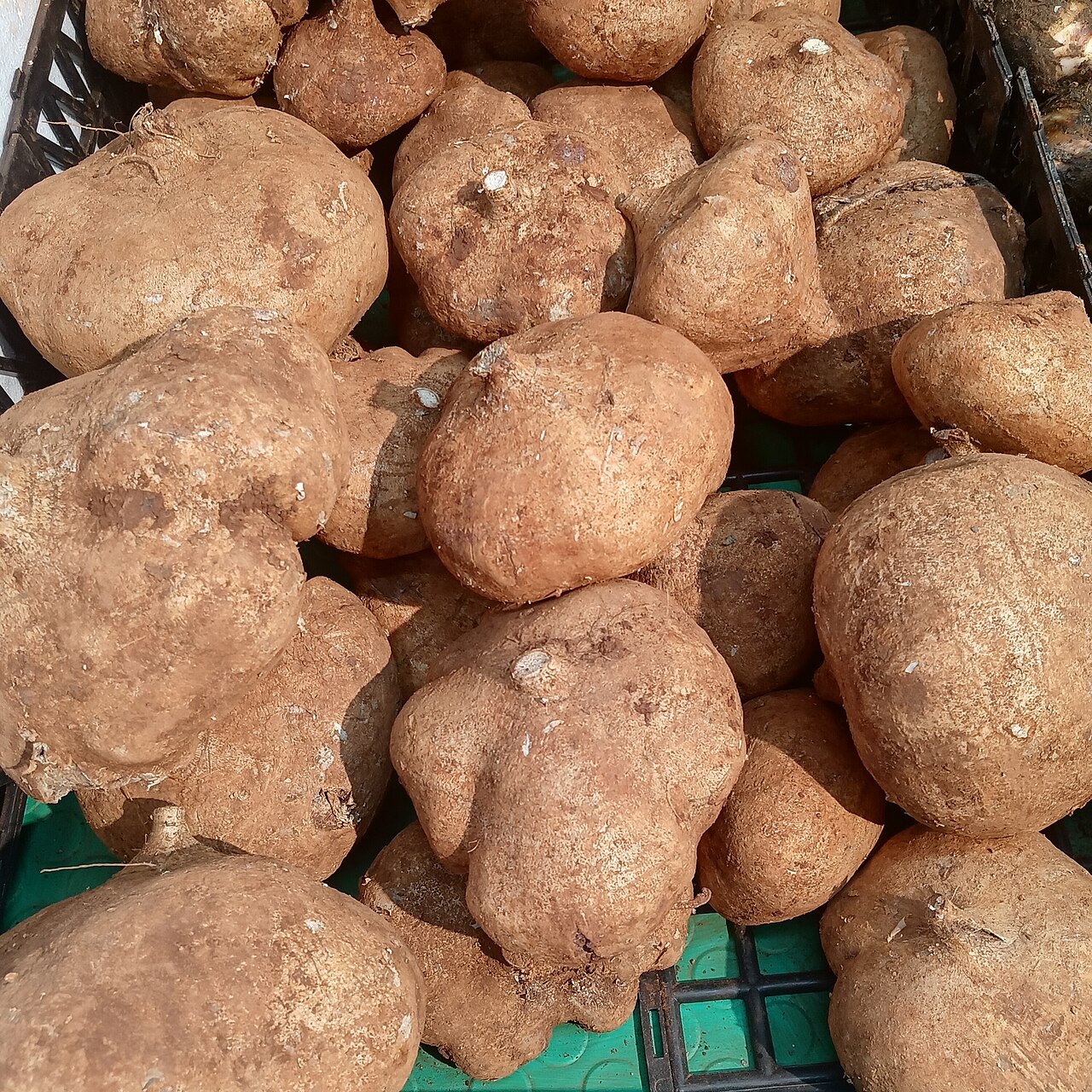 Patates douces crues à chair orange