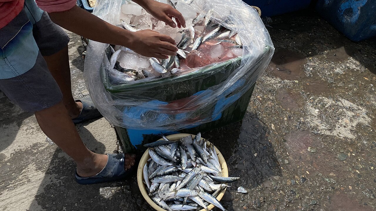 Des sardines fraîches, prêtes à être cuisinées.