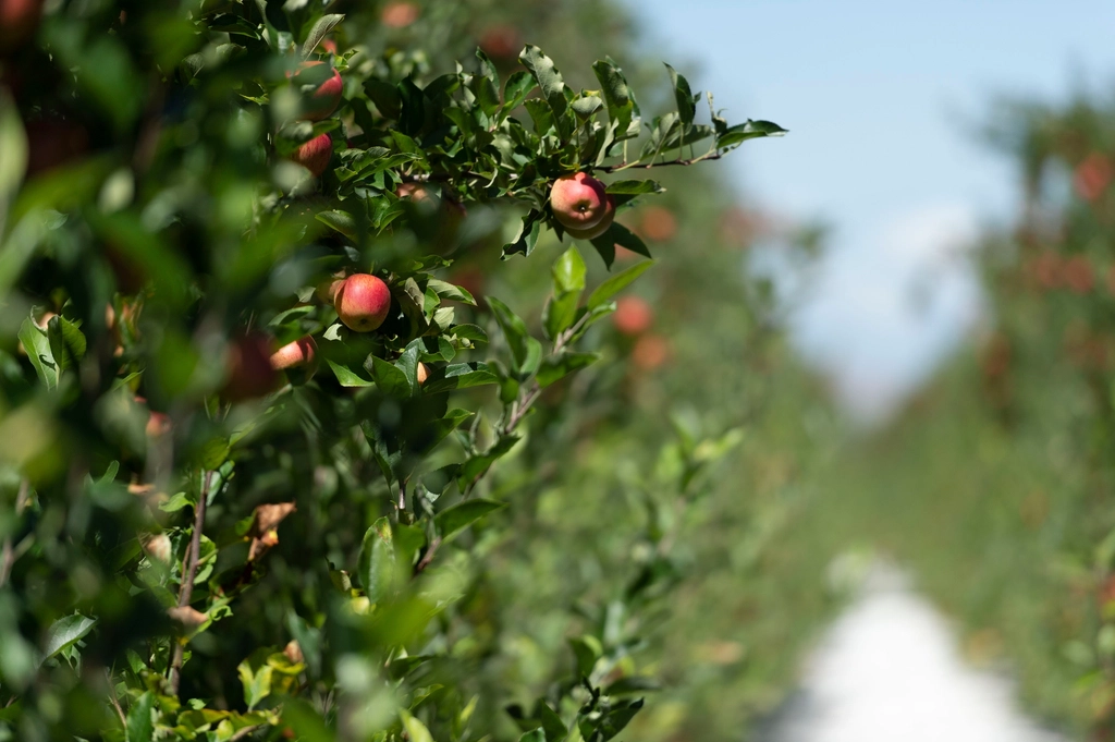 Pommes mûres sur l'arbre dans un verger d'automne