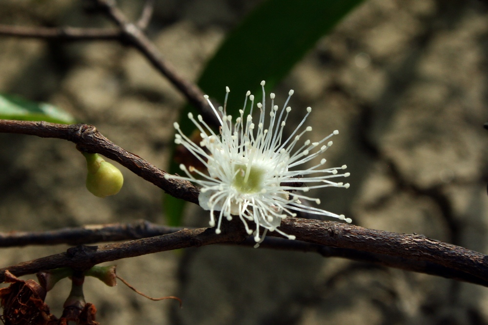 Camu-camu, baie amazonienne riche en vitamine C