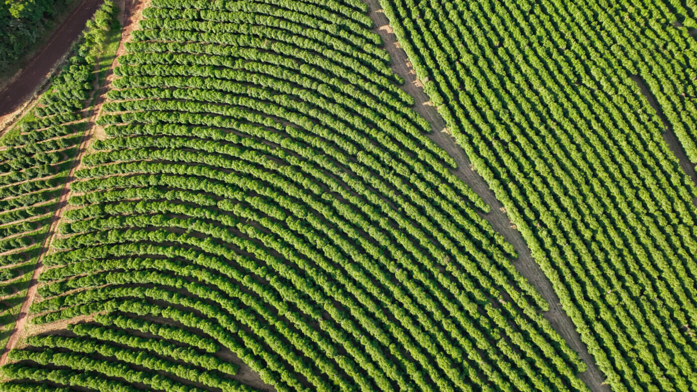 Plantation de poivre au Brésil