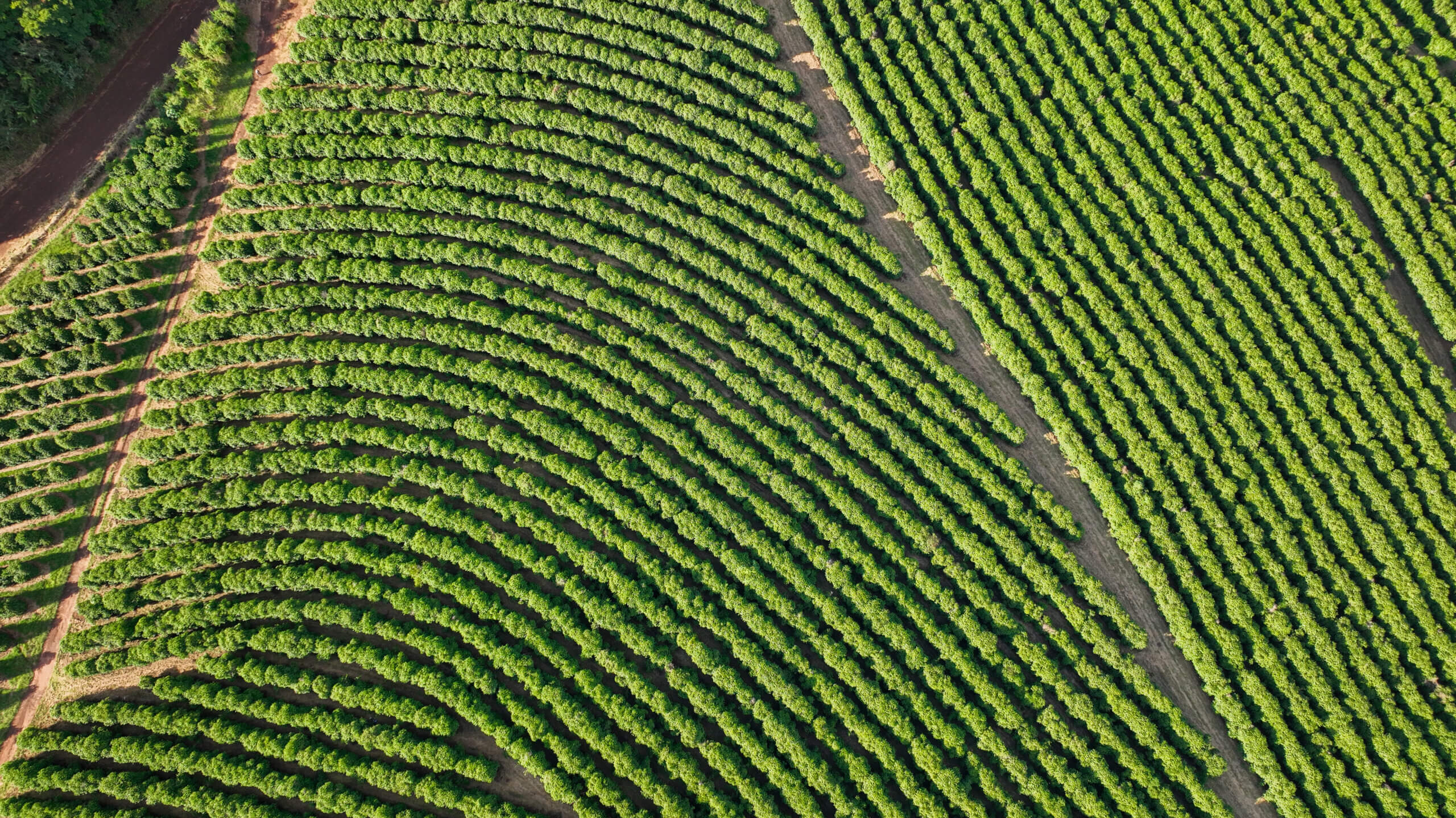 default Plantation de poivre au Brésil