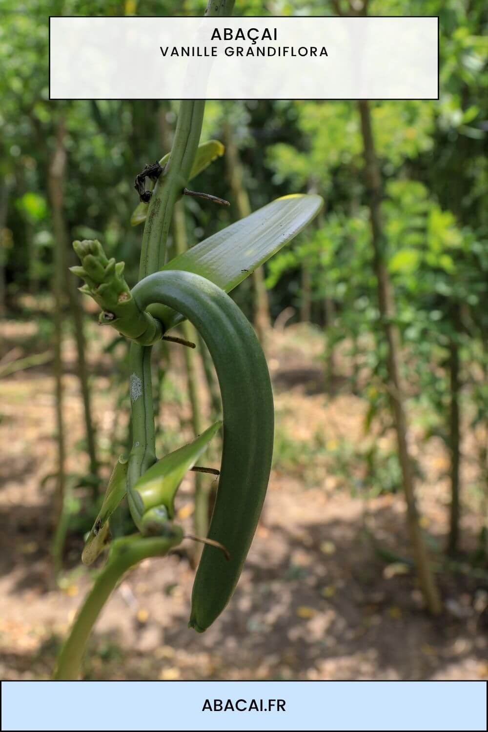 Fleur et liane de Vanilla grandiflora, la vanille géante des marécages amazoniens