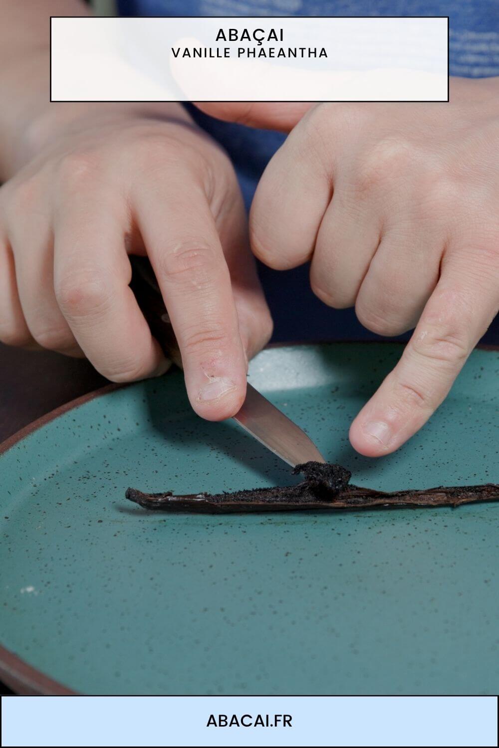 Vanilla phaeantha, la vanille sauvage feuillue des marais à cyprès de Floride