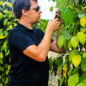 Arnaud Sion dans une plantation de poivre au Brésil