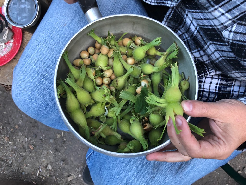 La noisette, un fruit à coque riche en vitamine E, en magnésium et en bonnes graisses.
