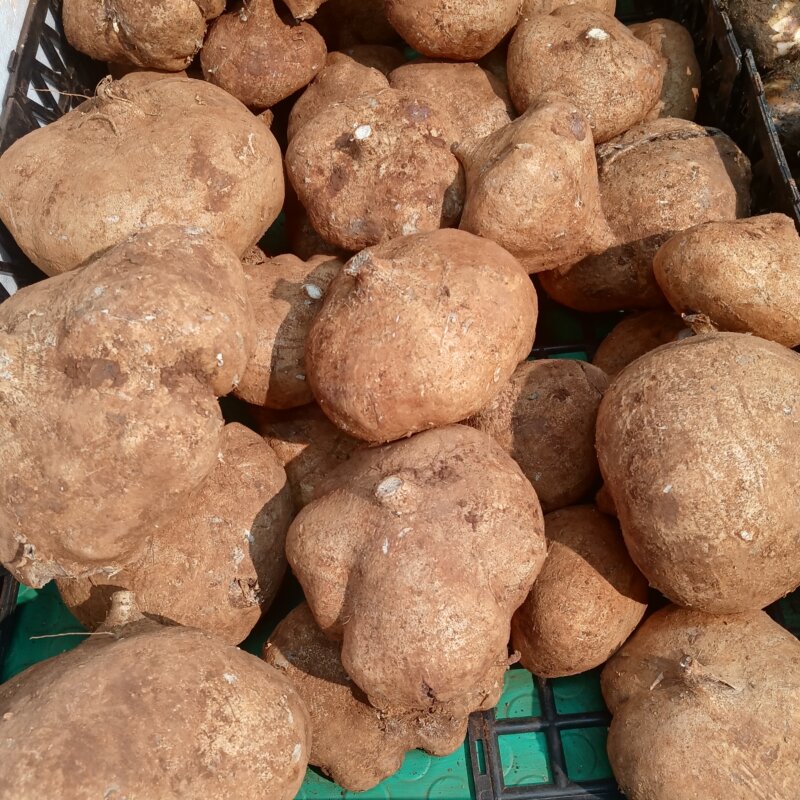 La patate douce, un tubercule fondant et sucré à cuisiner au four, en purée ou en frites.