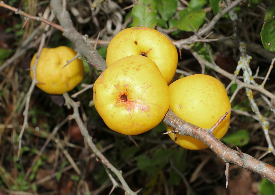 Coings pour la gelée maison